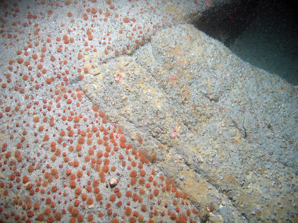 Image of common brittle stars (Ophiothrix fragilis) and the sea urchin (Echinus esculentus) on silty bedrock at Haig Fras SAC (©JNCC/Cefas)