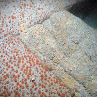 Image of common brittle stars (Ophiothrix fragilis) and the sea urchin (Echinus esculentus) on silty bedrock at Haig Fras SAC (©JNCC/Cefas)