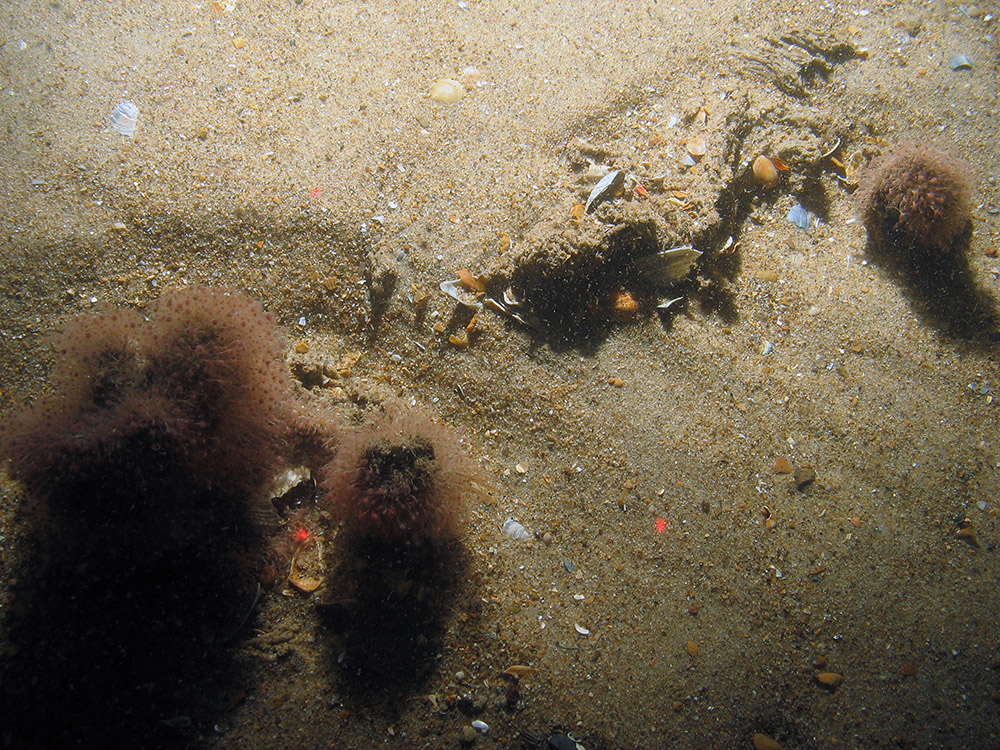 Branched oaten pipes hydroid (Tubularia larynx) and a small portion of ross worm on pebbles and sand at Haisborough, Hammond and Winterton SAC (©JNCC/NE/Cefas)