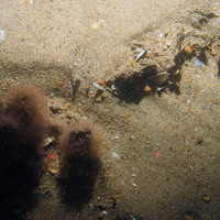 Branched oaten pipes hydroid (Tubularia larynx) and a small portion of ross worm on pebbles and sand at Haisborough, Hammond and Winterton SAC (©JNCC/NE/Cefas)