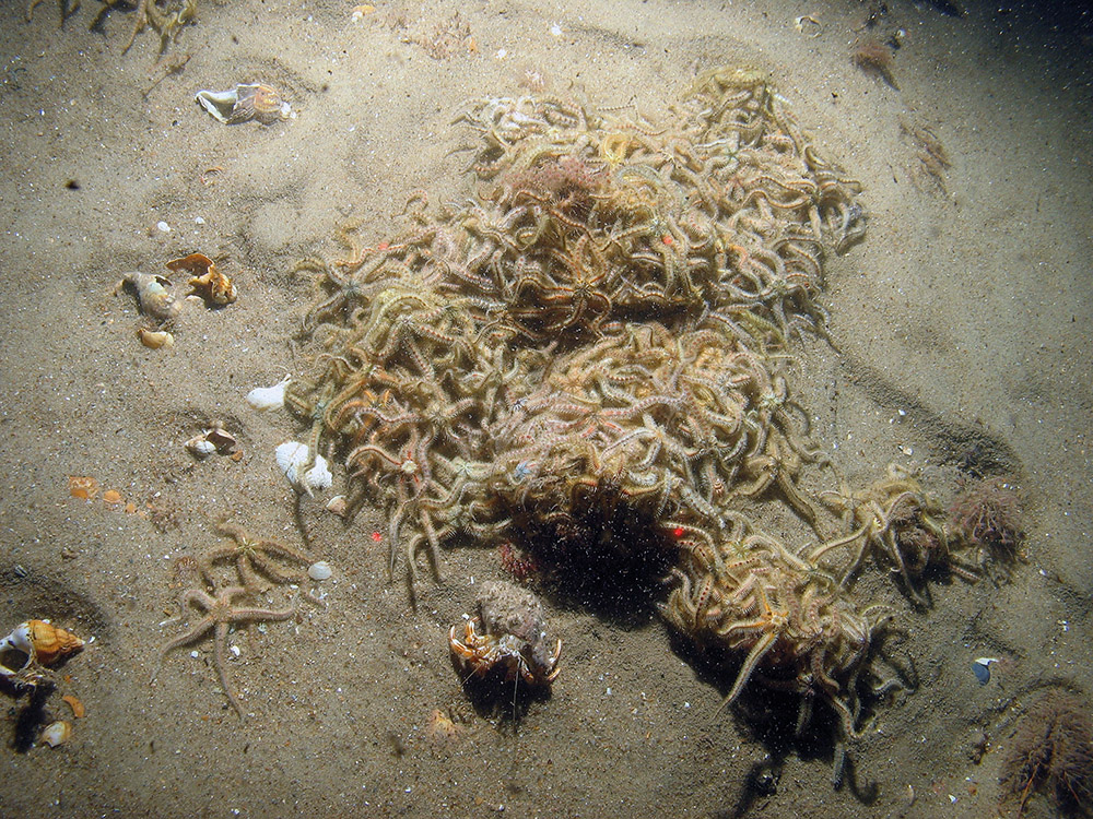 Image of a group of common brittlestars (Ophiothrix fragilis) on sand with a hermit crab (Pagurus bernhardus) at Haisborough, Hammond and Winterton SAC (©JNCC/NE/Cefas)