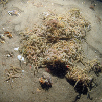 Image of a group of common brittlestars (Ophiothrix fragilis) on sand with a hermit crab (Pagurus bernhardus) at Haisborough, Hammond and Winterton SAC (©JNCC/NE/Cefas)