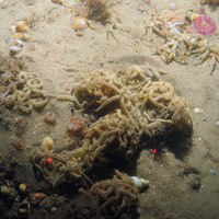 Image of a group of common brittlestars (Ophiothrix fragilis) on sand with anemones at Haisborough, Hammond and Winterton SAC (©JNCC/NE/Cefas)