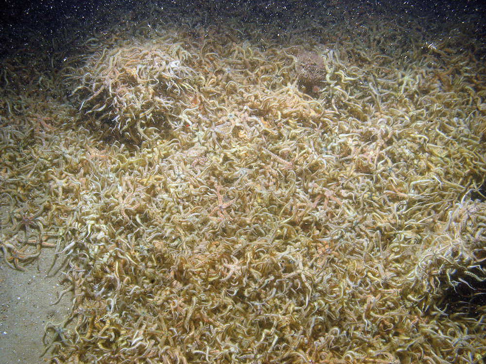 Mass of common brittlestars (Ophiothrix fragilis) at Haisborough, Hammond and Winterton SAC (© JNCC/NE/Cefas)