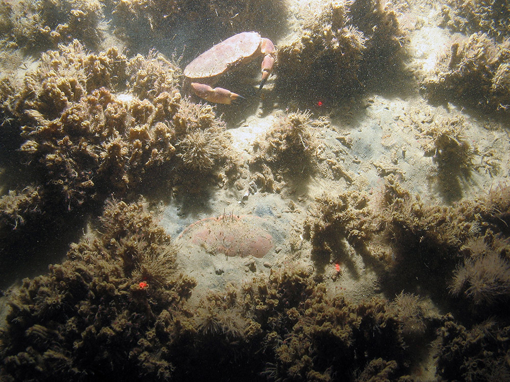 Close up of patches of ross worm reef (Sabellaria spinulosa) covered with the branched oaten-pipes hydroid (Tubularia larynx) and edible crabs (Cancer pagurus) at Haisborough, Hammond and Winterton SAC (© JNCC/NE/Cefas)