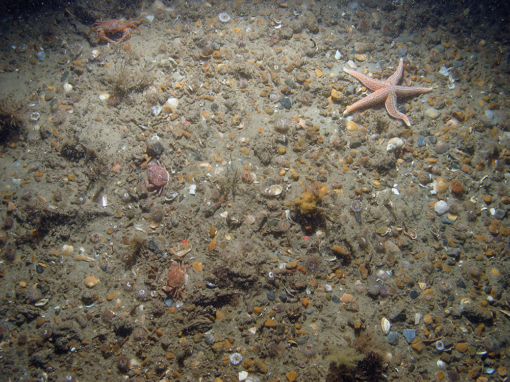 Sand and gravel seabed at Haisborough, Hammond and Winterton SAC, with anemones (Sagartia sp. and Cerianthus lloydii), sponge, hydroids, swimming crabs (Liocarcinus sp.) and the common starfish (Asterias rubens) (© JNCC/NE/Cefas)