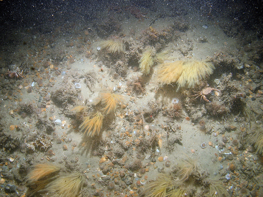 Image of antenna hydroid (Nemertesia antennina) and other biota on sand and gravel seabed at Haisborough, Hammond and Winterton SAC (© JNCC/NE/Cefas)