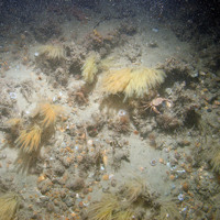 Image of antenna hydroid (Nemertesia antennina) and other biota on sand and gravel seabed at Haisborough, Hammond and Winterton SAC (© JNCC/NE/Cefas)
