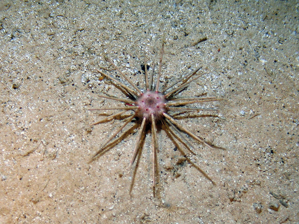 Close up of a pencil slate sea urchin (Cidaris cidaris) on sand at Hatton Bank SAC (©Crown Copyright)