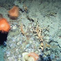 Close up of anemones (Phelliactis sp.), sea cucumbers (Psolus squamatus), zig-zag coral (Madrepora oculata) and wire coral (Stichopathes sp.) on rock at Hatton Bank SAC (©Crown Copyright)