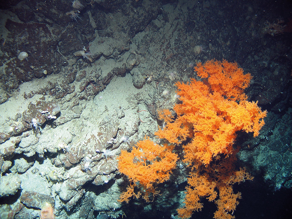 Image of black coral (Leiopathes sp.) on rock with sea cucumbers at Hatton Bank SAC (©Crown Copyright)