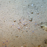 Image of brittle stars (Ophiuroidea) on sand at Hatton Bank SAC (©Crown Copyright)