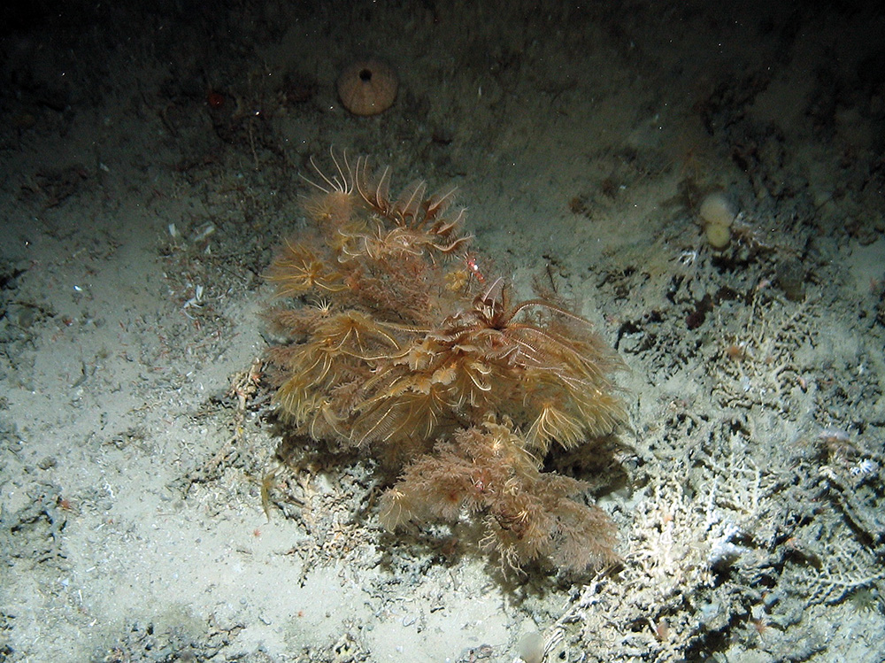 Image of feather stars (Crinoidea) on coral rubble at Hatton Bank SAC (©Crown Copyright)