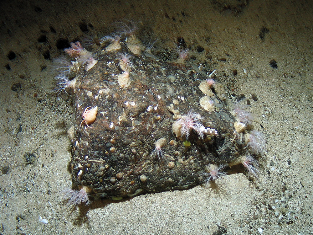 Various biota on a boulder on sandy sediment at Hatton Bank SAC (©Crown Copyright)