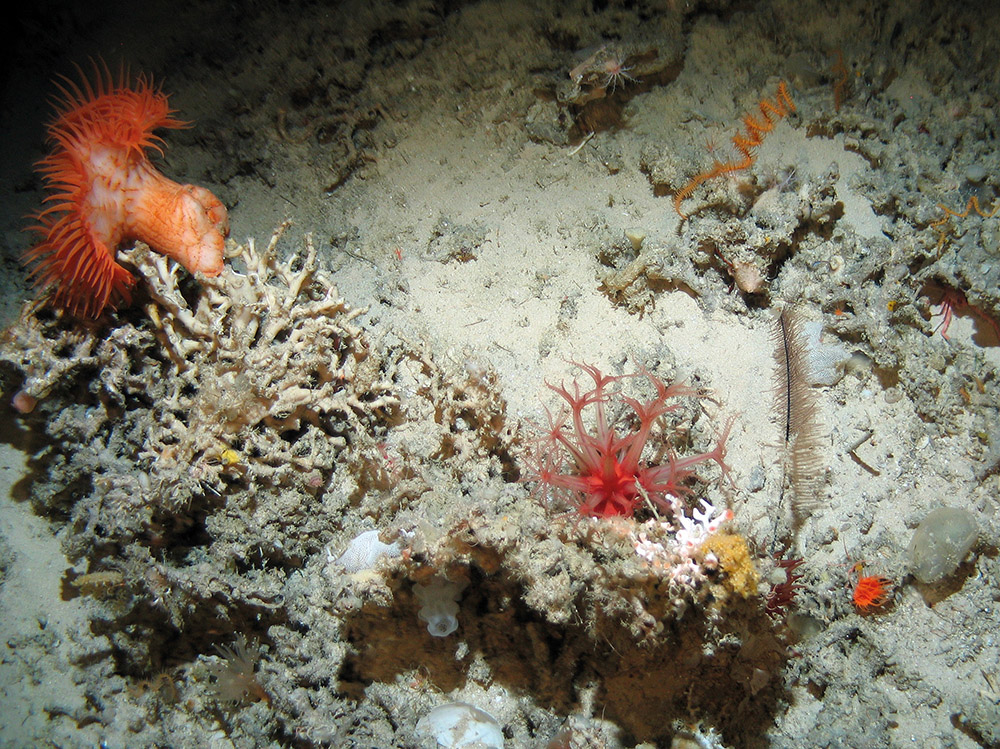 Close up of the seabed at Hatton Bank SAC showing a sea anemone, corals and a glass sponge (Hexatinellida) on sand with coral rubble (© Crown Copyright)
