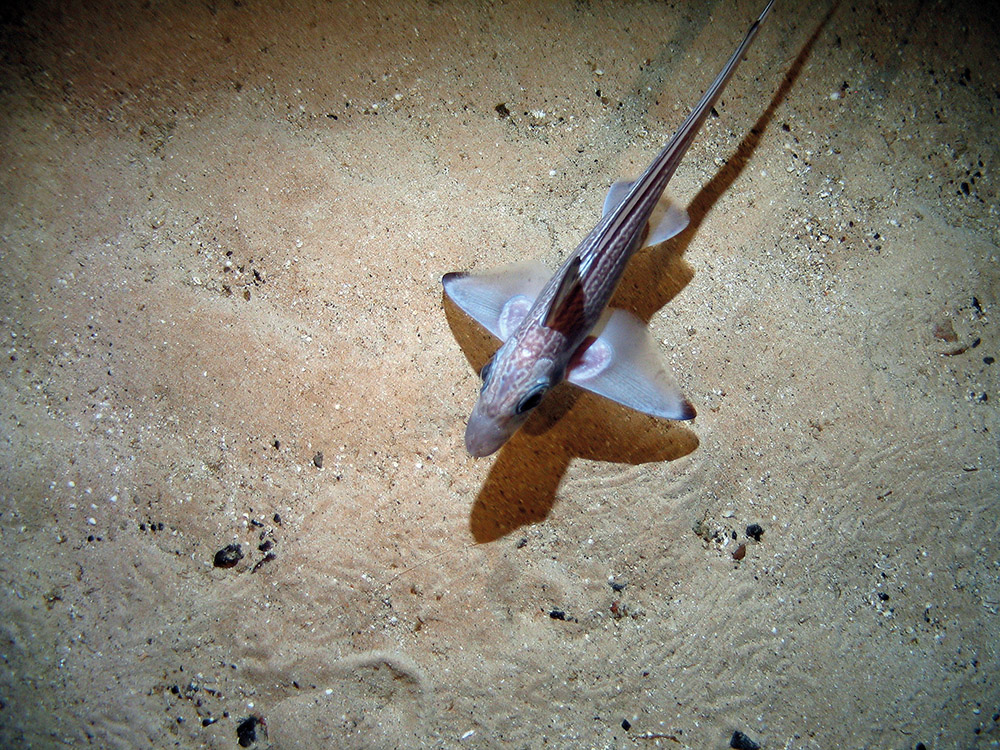 Rabbit fish (Chimaera monstrosa) swimming over sandy sediment in Hatton Bank SAC ©Crown Copyright