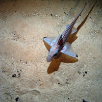 Rabbit fish (Chimaera monstrosa) swimming over sandy sediment in Hatton Bank SAC ©Crown Copyright