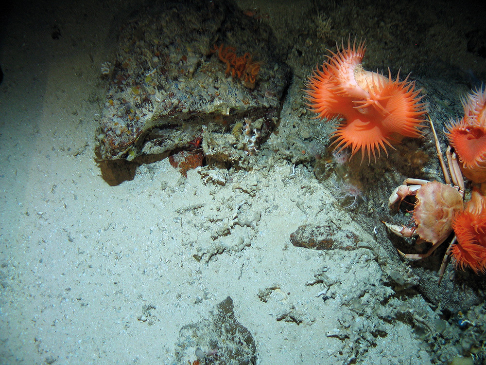Close up of the seabed at Hatton Bank SAC showing a sea anemone (Phelliactis sp), the deep water red crab (Chaceon affinis) and wire coral (Stichopathes sp.) on boulders adjacent to sandy sediment © Crown Copyright