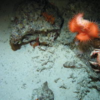 Close up of the seabed at Hatton Bank SAC showing a sea anemone (Phelliactis sp), the deep water red crab (Chaceon affinis) and wire coral (Stichopathes sp.) on boulders adjacent to sandy sediment © Crown Copyright
