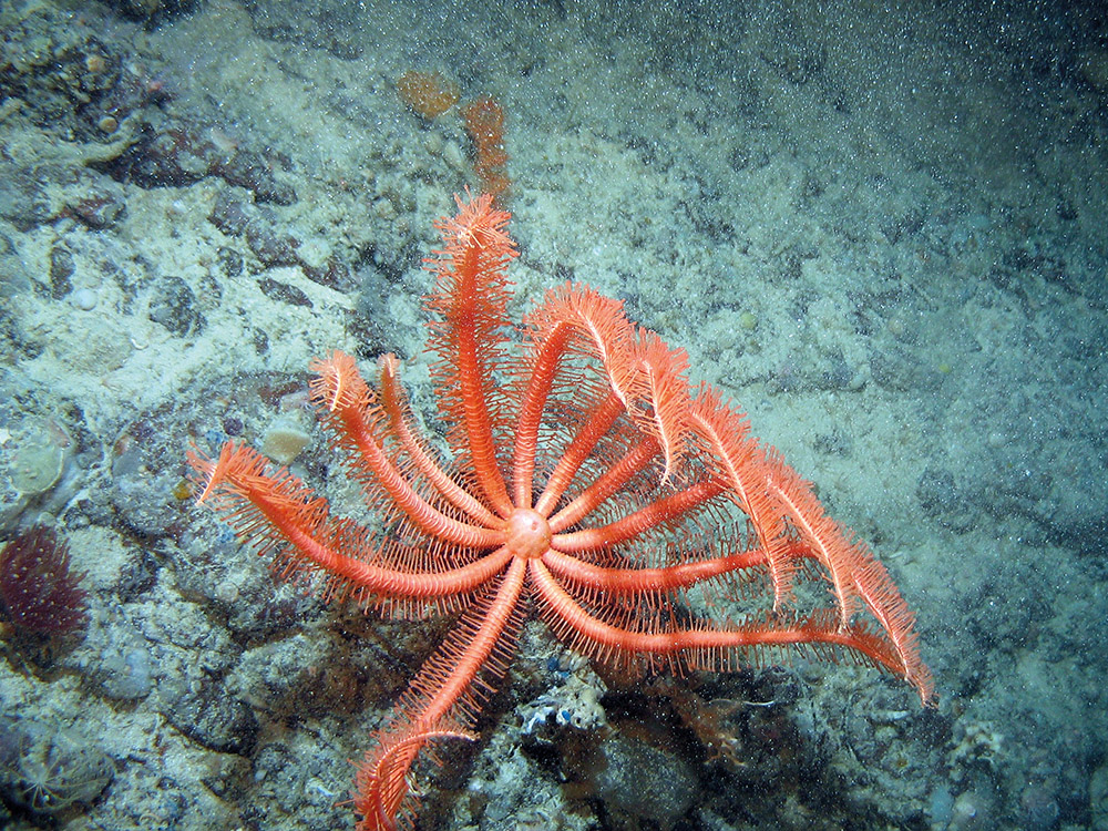 Close up of a brisingid starfish (Brisingida sp.) on rock at Hatton Bank SAC ©Crown Copyright