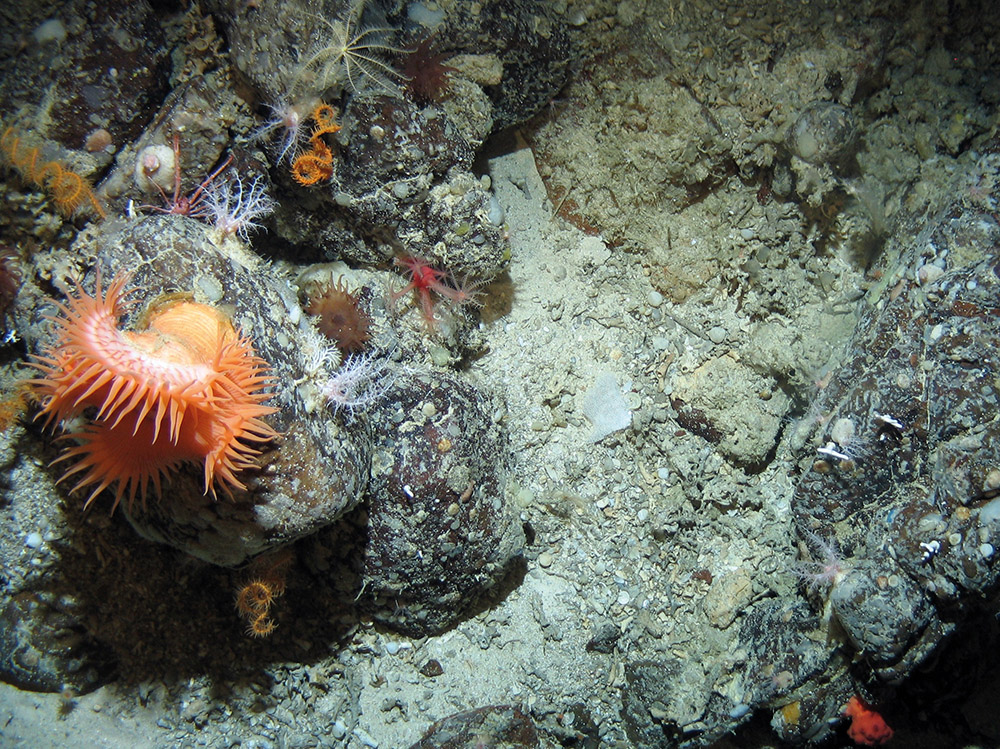 Image of the seabed at Hatton Bank SAC showing sea anemone (Phelliactis sp.), wire coral (Stichopathes sp.), sea cucumbers (Psolus squamatus) and the soft coral (Anthomastus grandiflorus) on boulders on coral rubble ©Crown Copyright