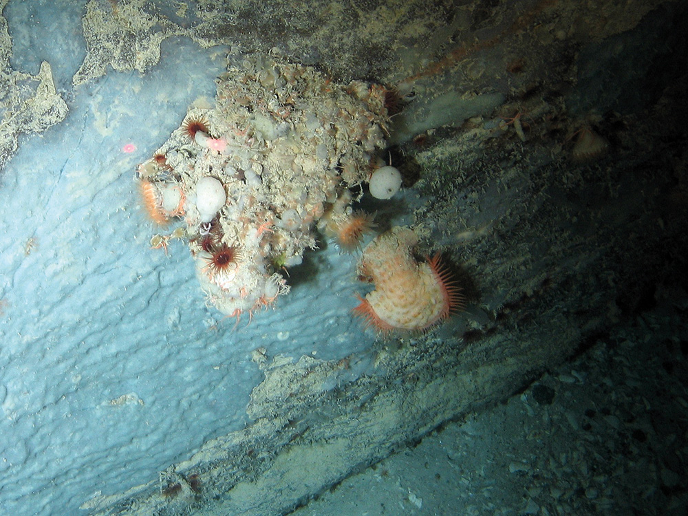 Close up of anemones and sponges clustered on rock at Hatton-Rockall Basin MPA © NOC