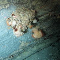 Close up of anemones and sponges clustered on rock at Hatton-Rockall Basin MPA © NOC