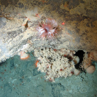 Image of an anemone (Anthozoa indet.), encrusting sponges, other sponges and small anemones and cup corals (Desmophyllum sp.) on rock at Hatton-Rockall Basin MPA © NOC