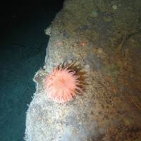 Close up of a deeplet sea anemone (Bolocera tuediae), encrusting sponges and other sponge species on rock at Hatton-Rockall Basin MPA © NOC