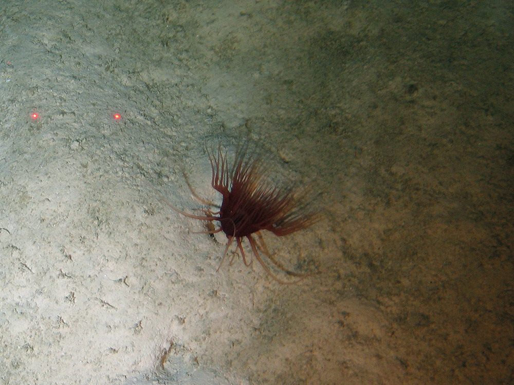 Close up of the seabed at Hatton-Rockall Basin MPA showing an anemone (Anthozoa indet.) in sediment © NOC