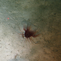 Close up of the seabed at Hatton-Rockall Basin MPA showing an anemone (Anthozoa indet.) in sediment © NOC