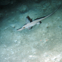 The chimaera (Rhinochimaera atlantica)