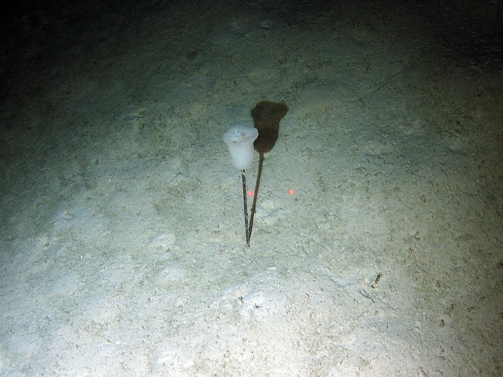 Stalked glass sponge Hyalonema sp.
