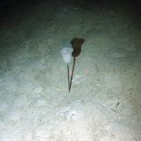 Stalked glass sponge Hyalonema sp.