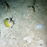 Green sponge (Porifera) and burrowing white anemone (Anthozoa) on soft sediment