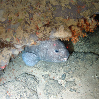 Wolf fish (Anarhichas lupus) under bedrock overhang