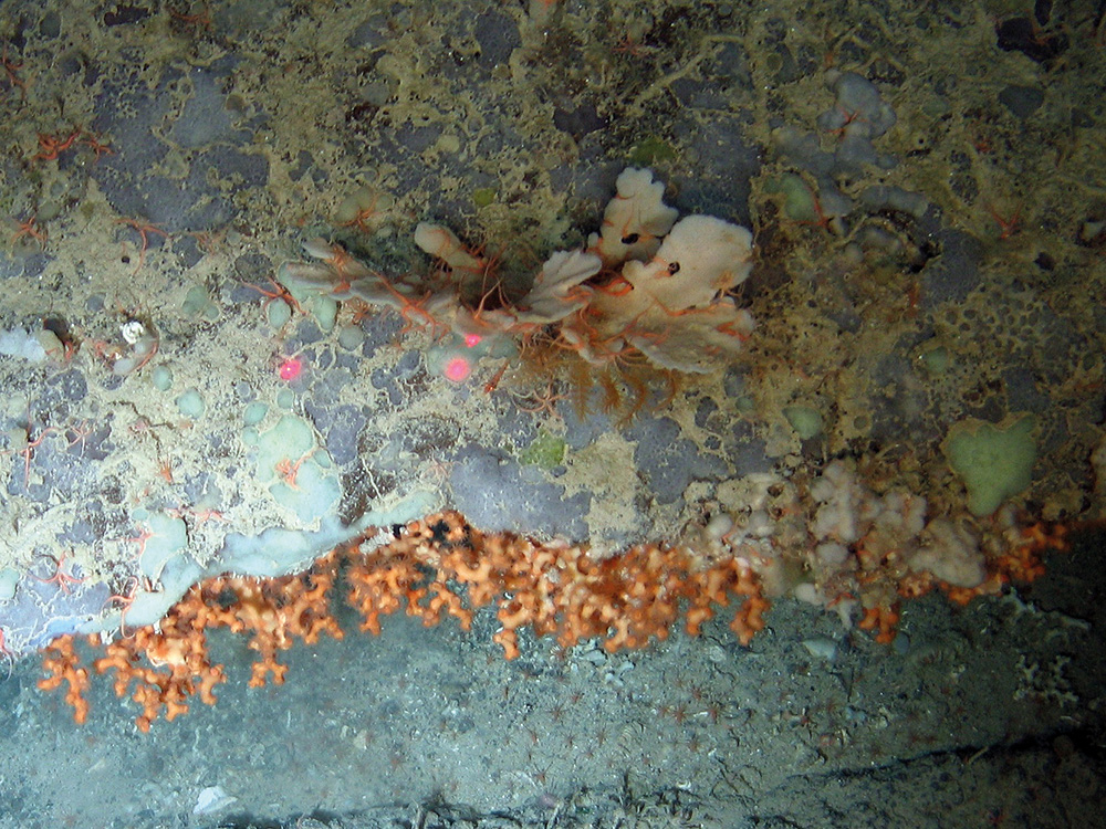 Edge of rock cliff with a Phakellia sponge with brittlestars, encrusting sponges and the zig zag coral (Madrepora oculataI)