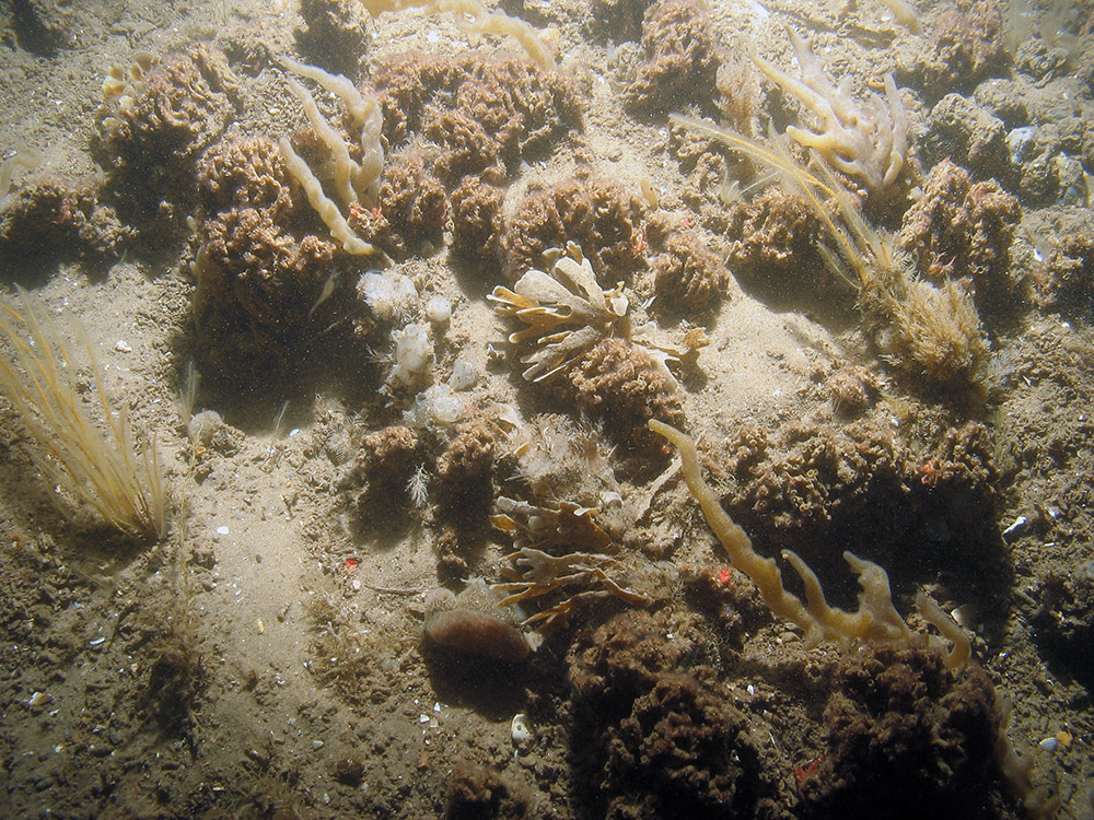 Finger bryozoan (Alcyonidium diaphanum) on rippled sand ©  JNCC/NE/Cefas (2011)