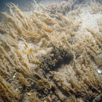 Close up of the seabed at Inner Dowsing, Race Bank and North Ridge SAC showing finger bryozoan (Alcyonidium diaphanum) colonies on a ross worm (Sabellaria spinulosa) reef ©JNCC/NE/Cefas 