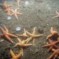Common starfish (Asterias rubens) and elegant sea anemones (Sagartia elegans) with ross worm (Sabellaria spinulosa) and tube rubble on the seabed at Inner Dowsing, Race Bank and North Ridge SAC ©JNCC/NE/Cefas (2011)