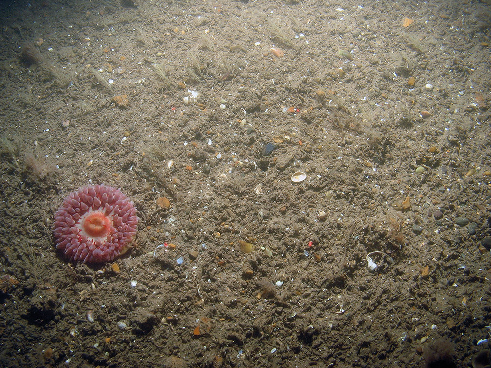 Image of the seabed at Inner Dowsing, Race Bank and North Ridge SAC showing a sea anemone (Urticina sp.) on sediment with ross worm (Sabellaria spinulosa) tubes and hydroids ©JNCC/NE/Cefas (2011)