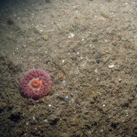 Image of the seabed at Inner Dowsing, Race Bank and North Ridge SAC showing a sea anemone (Urticina sp.) on sediment with ross worm (Sabellaria spinulosa) tubes and hydroids ©JNCC/NE/Cefas (2011)