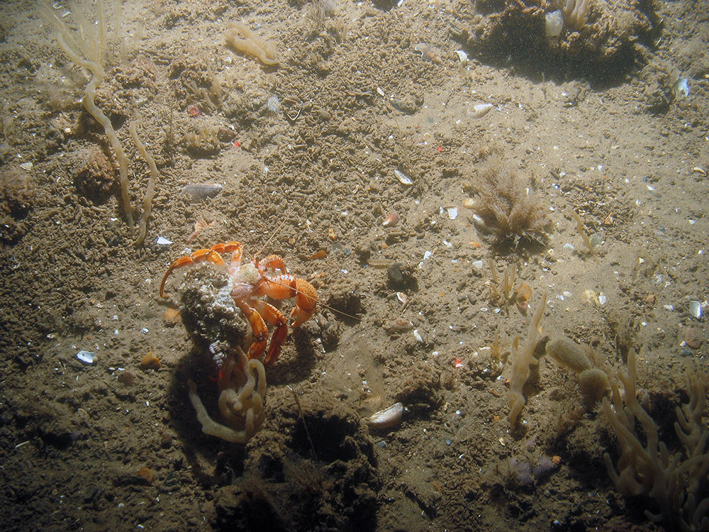 Close up of the seabed at Inner Dowsing, Race Bank and North Ridge SAC showing a hermit crab (Pagurus bernhardus) amongst ross worm (Sabellaria spinulosa) tube structures, finger bryozoan (Alcyonidium diaphanum) and bryozoan tufts (Vesicularia spinosa) © JNCC/NE/Cefas (2011)