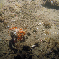 Close up of the seabed at Inner Dowsing, Race Bank and North Ridge SAC showing a hermit crab (Pagurus bernhardus) amongst ross worm (Sabellaria spinulosa) tube structures, finger bryozoan (Alcyonidium diaphanum) and bryozoan tufts (Vesicularia spinosa) © JNCC/NE/Cefas (2011)