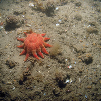 Close up of the seabed at Inner Dowsing, Race Bank and North Ridge SAC showing a common sunstar (Crossaster papposus) on sediment with ross worm (Sabellaria spinulosa) and tube rubble ©JNCC/NE/Cefas (2011)