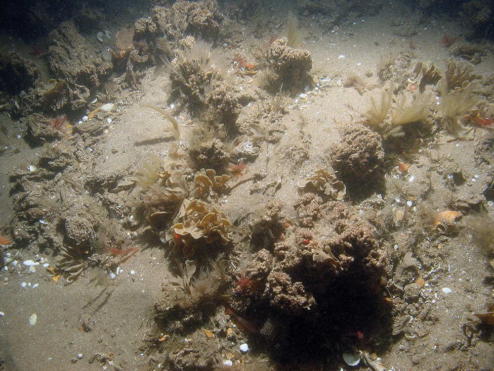 Image of the seabed at Inner Dowsing, Race Bank and North Ridge SAC showing ross worm (Sabellaria spinulosa) tube structures with the antenna hydroid (Nemertesia antennina) and horn wrack (Flustra foliacea) attached © JNCC/NE/Cefas (2011)
