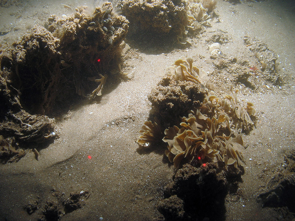 Tall ross worm (Sabellaria spinulosa) tube agglomerations and horn wrack (Flustra foliacea) on sandy sediment at Inner Dowsing, Race Bank and North Ridge SAC ©JNCC/NE/Cefas (2011)
