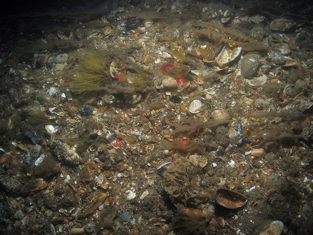 Close up of the seabed at Inner Dowsing, Race Bank and North Ridge SAC showing shell gravel with the finger bryozoan (Alcyonidium diaphanum), antenna hydroid (Nemertesia ramosa), horn wrack (Flustra foliacea) and an anemone (Urticina sp.) ©JNCC/NE/Cefas (2011)