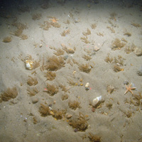 Image of finger bryozoans (Alcyonidium diaphanum) and common starfish (Asterias rubens) on sand at Inner Dowsing, Race Bank and North Ridge SAC © JNCC/NE/Cefas (2011)