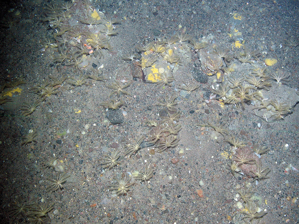 1. Close-up of the seabed at North-east Faroe-Shetland Channel MPA showing crinoids (feather stars) and encrusting sponges on subtidal sand and gravel. Image provided by JNCC.